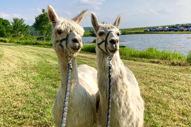 Llama/Alpaca Hike and Farm Tour - What to wear and bring: bug spray, sensible shoes, water included