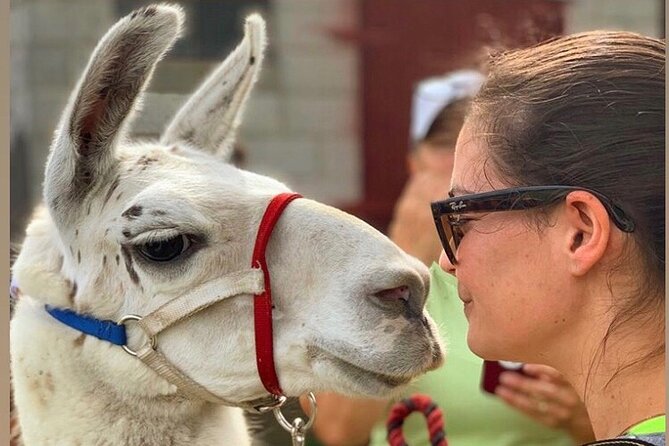 Llama/Alpaca Hike and Farm Tour - Duration, group size, and where it starts in Hyde Park