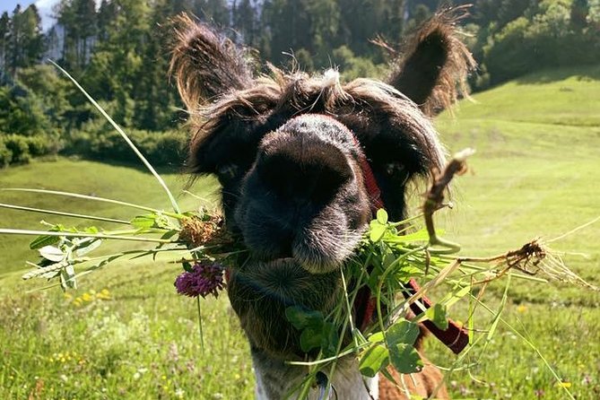 Llama hike through the wonderful Liechtenstein mountains - Key highlights you’ll care about