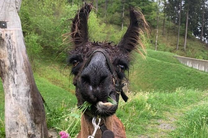 Llama hike through the wonderful Liechtenstein mountains - A llama hike that feels made for Liechtenstein