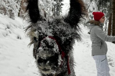Llama hike through the wonderful Liechtenstein mountains - From the farm meeting point to back again