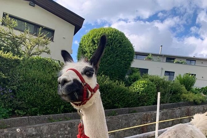 Llama hike through the wonderful Liechtenstein mountains - Stop 2: Triesenberg trails where the mountains show up