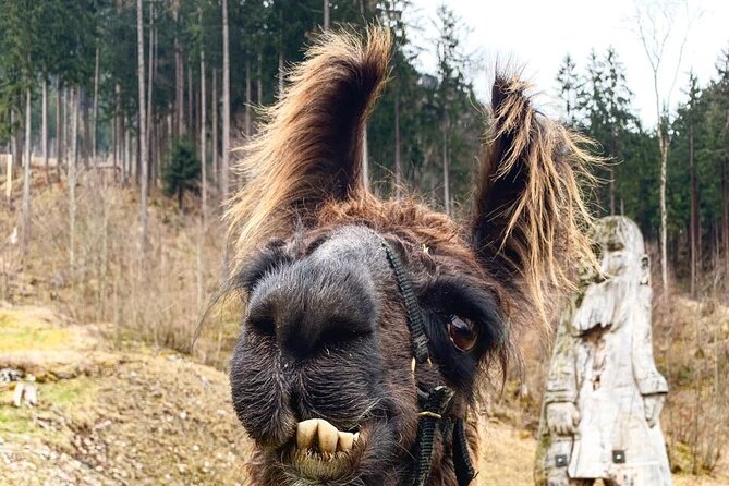 Llama hike through the wonderful Liechtenstein mountains - Price and value: what $73 buys you in real time