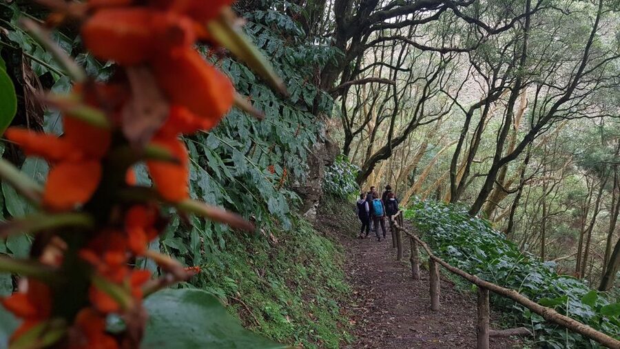 Lomba de São Pedro: Waterfall Hiking Tour with Tea Tasting - Who should book this (and who should skip it)
