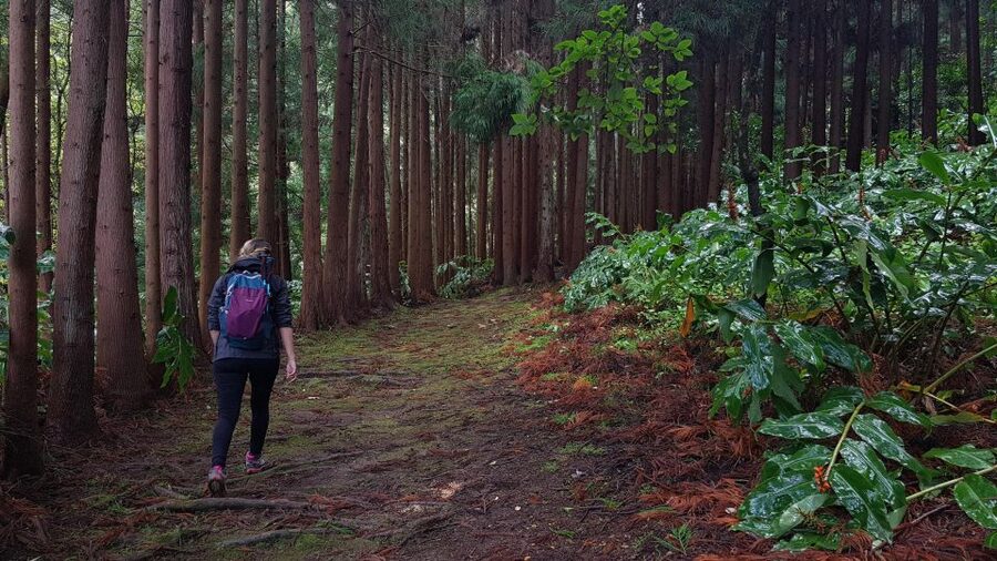 Lomba de São Pedro: Waterfall Hiking Tour with Tea Tasting - Tea at Gorreana first, because it changes how you hike
