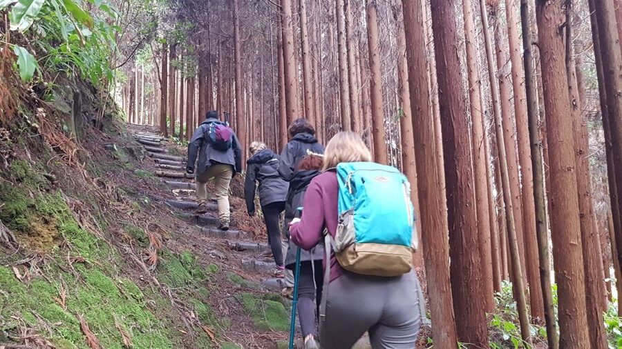 Lomba de São Pedro: Waterfall Hiking Tour with Tea Tasting - Picnic lunch keeps your energy steady for the afternoon parks