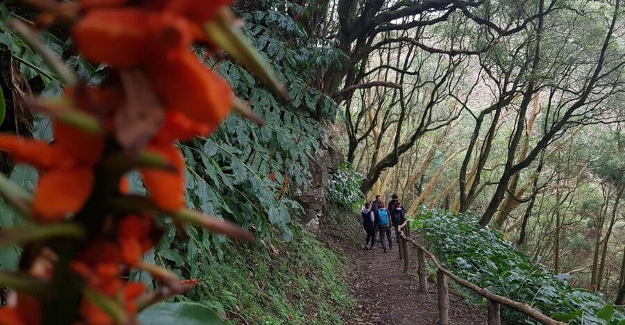 Lomba de São Pedro: Waterfall Hiking Tour with Tea Tasting - Price and value: $76 for a guided full-day circuit