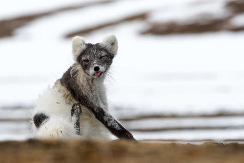 Longyearbyen: Wildlife Safari & Hiking Photography Tour - Longyearbyen Wildlife Safari: Why the photo-first setup matters