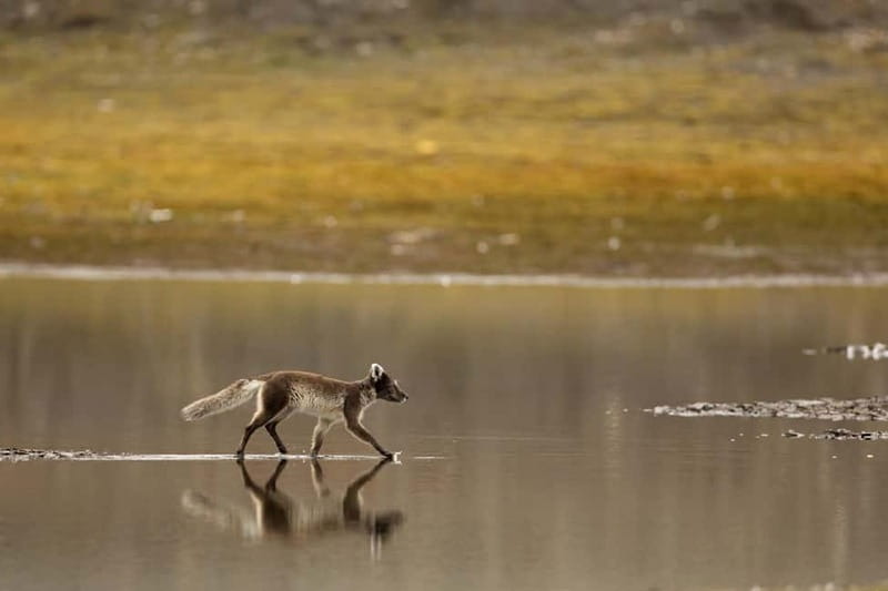 Longyearbyen: Wildlife Safari & Hiking Photography Tour - The 5-hour rhythm: pickup, a secret wildlife stop, driving, and an easy hike