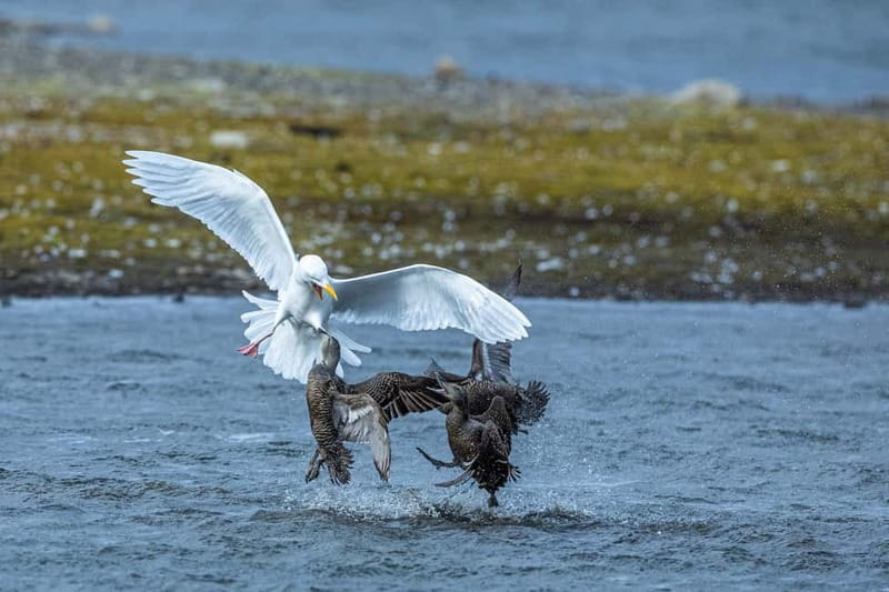 Longyearbyen: Wildlife Safari & Hiking Photography Tour - How the guide helps you get the shot without slowing everyone down