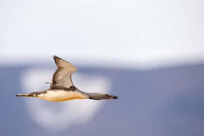 Longyearbyen: Wildlife Safari & Hiking Photography Tour - Target species in Svalbard: reindeer, Arctic fox, rock ptarmigan, and birds in season
