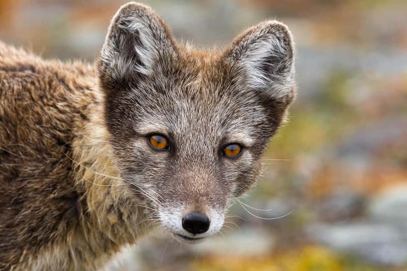 Longyearbyen: Wildlife Safari & Hiking Photography Tour - What to wear (and bring) for May–September wet ground and Sep–May cold