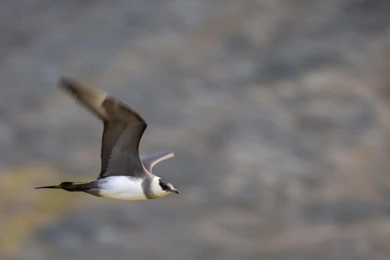 Longyearbyen: Wildlife Safari & Hiking Photography Tour - Value math for $246: what you get beyond the wildlife promise