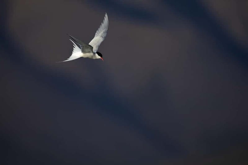 Longyearbyen: Wildlife Safari & Hiking Photography Tour - Safety and comfort: wind, rain, and how the tour adapts