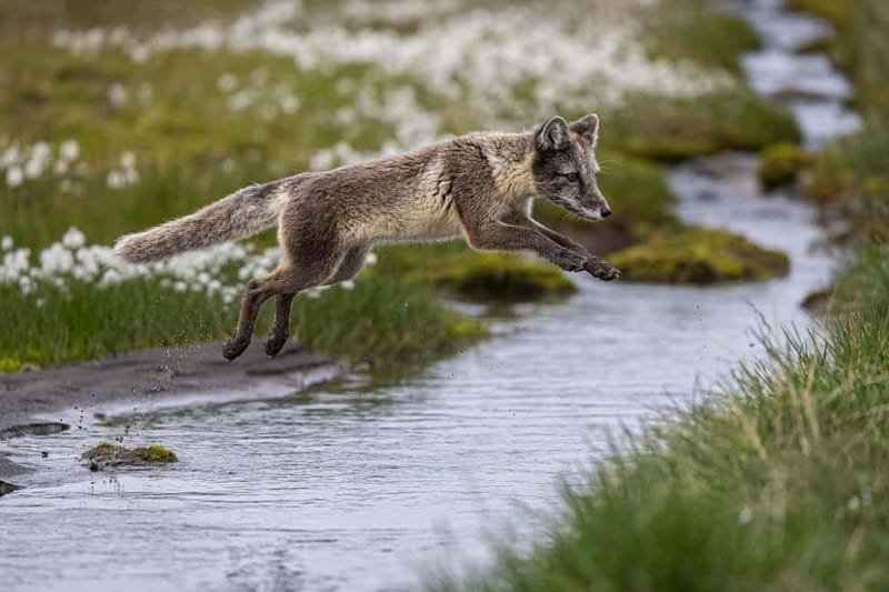Longyearbyen: Wildlife Safari & Hiking Photography Tour - Should you book this tour?