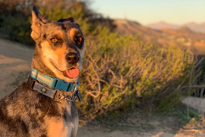 Los Angeles: Hollywood Sunset Walking & Hiking Tour - How hard is it, really? What to wear for a sunset hike