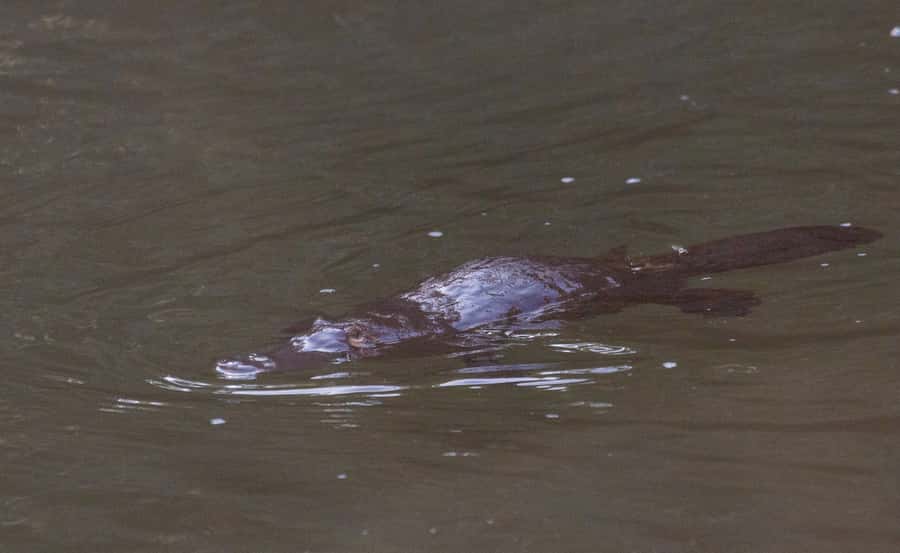 Mackay: Finch Hatton Gorge Hike, Swim & Platypus Adventure - Eungella National Park: views, rainforest time, and platypus odds