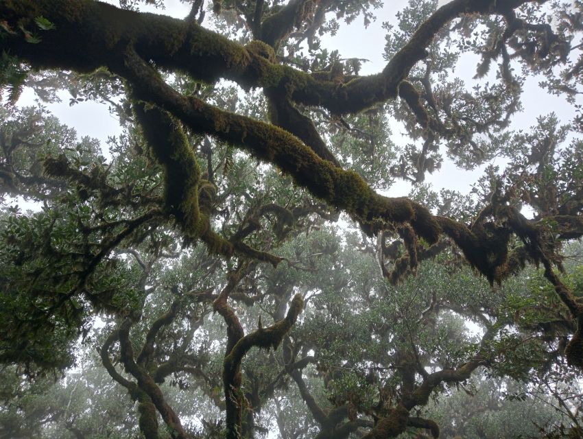 Madeira: Fanal Forest Guided Hiking Tour - Why Fanal Forest Feels Special on a Guided Hike