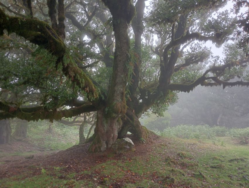 Madeira: Fanal Forest Guided Hiking Tour - Entering the Fanal Forest: The 105-Minute Walk Around Centennial Trees