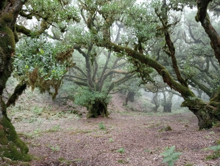 Madeira: Fanal Forest Guided Hiking Tour - Who This Tour Suits Best