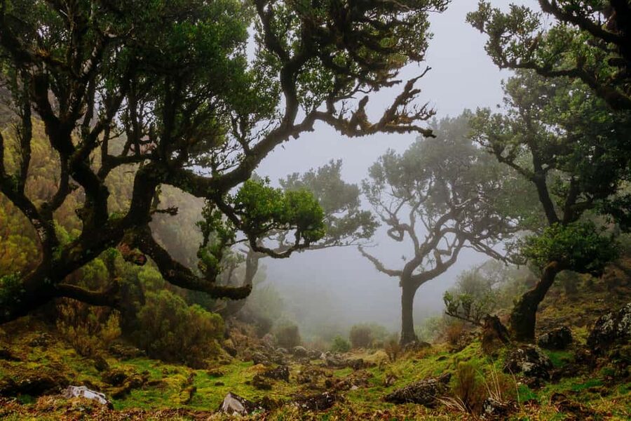 Madeira: PR 18 - Levada do Rei Hike Transfer - PR18 Levada do Rei: What the Trail Feels Like