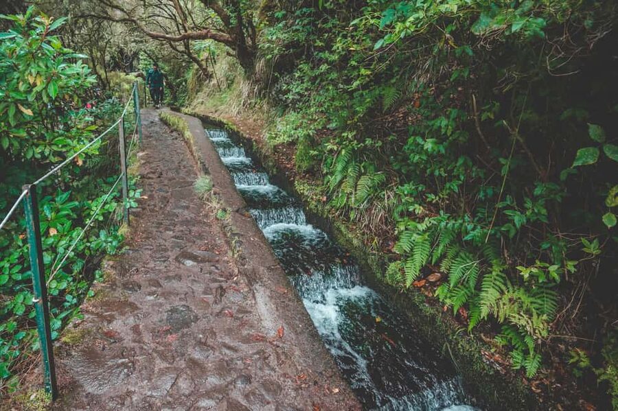 Madeira: Rabaçal Valley and the 25 Fountains Hike - Laurisilva de Madeira: the main draw is the forest you can’t rush