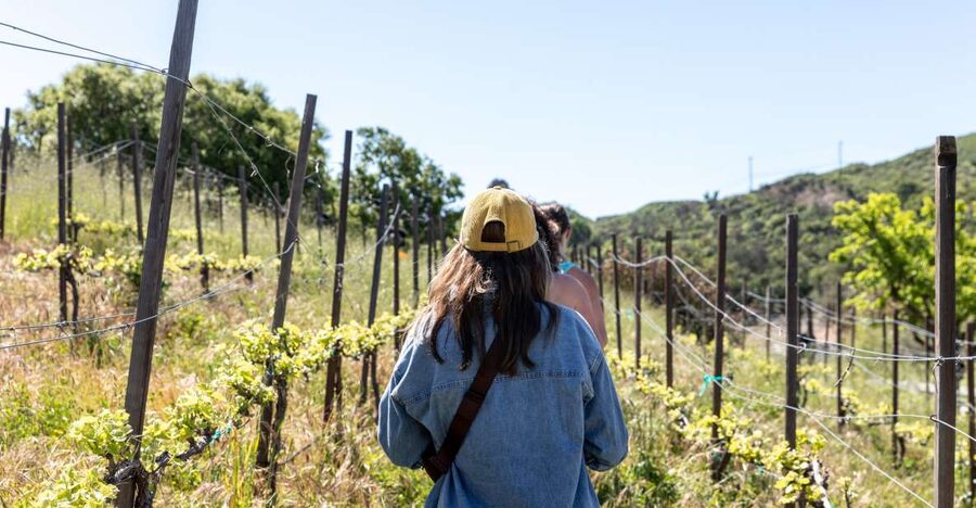 Malibu: Guided Vineyard Hike with Photo Stops and Wine - Key Highlights You’ll Feel On the Ground
