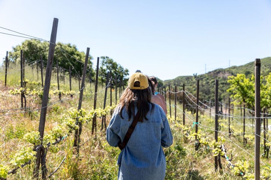 Malibu: Guided Vineyard Hike with Photo Stops and Wine - The Hike Itself: 2 to 2.5 Miles, About 300 Feet Up