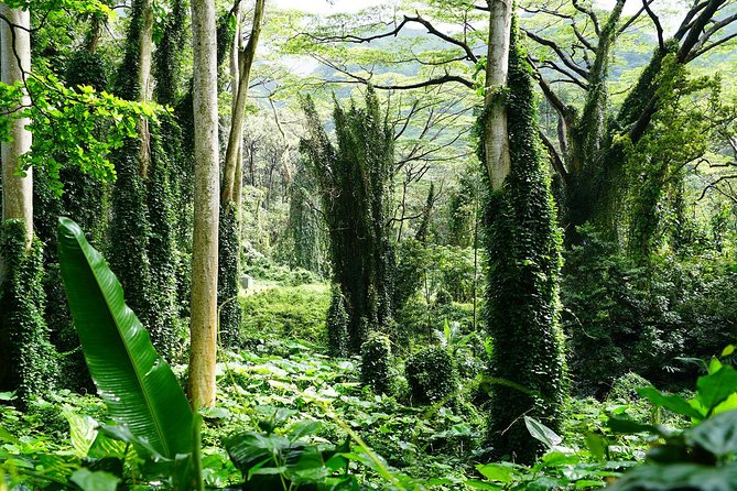 Manoa Waterfall Hike with Waikiki Pickup & Healthy Lunch - The Tantalus Lookout stop that turns lunch into a view