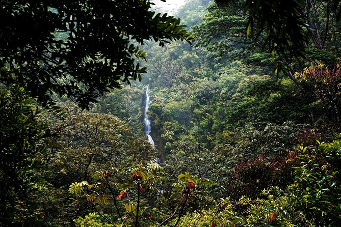 Manoa Waterfall Hike with Waikiki Pickup & Healthy Lunch - What to bring (and what the guides handle for you)
