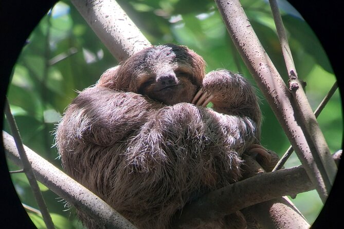 Manuel Antonio National Park guided tour - Manuel Antonio in Two Hours: What You’ll Actually Do