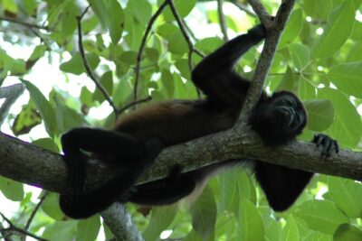 Manuel Antonio National Park Hiking Tour from Jacó - From Jaco pickup to the park: what “a full day” really means