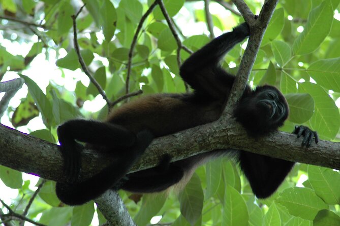 Manuel Antonio National Park Hiking Tour from Jacó - From Jaco pickup to the park: what “a full day” really means