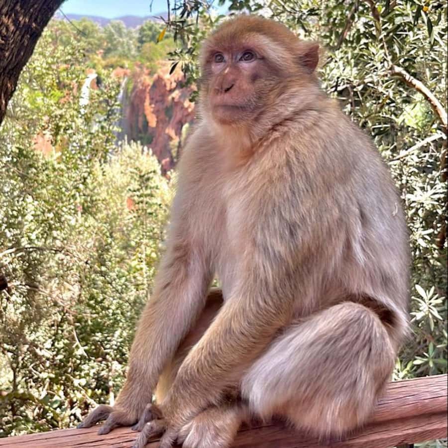 Marrakech: ourika valley lunch & guided hike to waterfalls - Price and logistics: value, pace, and what to watch for