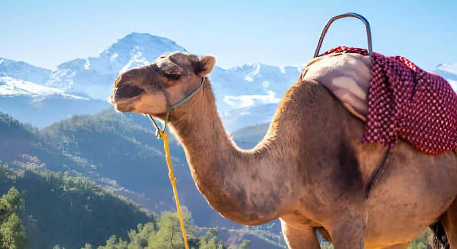 Marrakech: Ourika Valley Waterfalls Hike & Traditional Lunch - Marrakech to Ourika Valley: Why This Trip Works