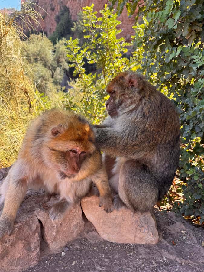 Marrakech: Ouzoud Waterfalls Trip, Guided Hike & Boat Option - Monkeys at Ouzoud: fun, yes—careful, also