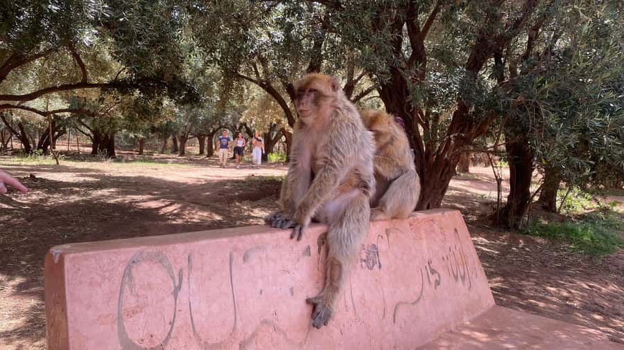 Marrakech: Ouzoud Waterfalls Trip, Guided Hike & Boat Option - Price and value: what about $14 gets you