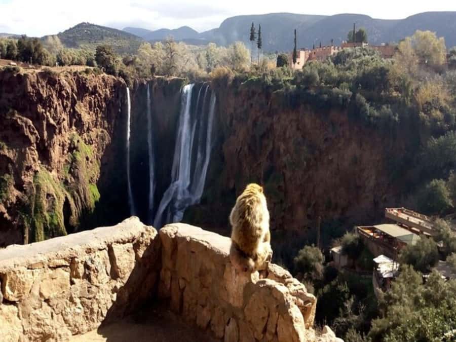 Marrakesh: Ouzoud Waterfalls Trip with Hike & Boat Option - Price and Value: Why $14 Can Make Sense Here