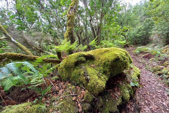 Masca from above - Entering Teno Natural Park: forest walking that changes your sense of scale