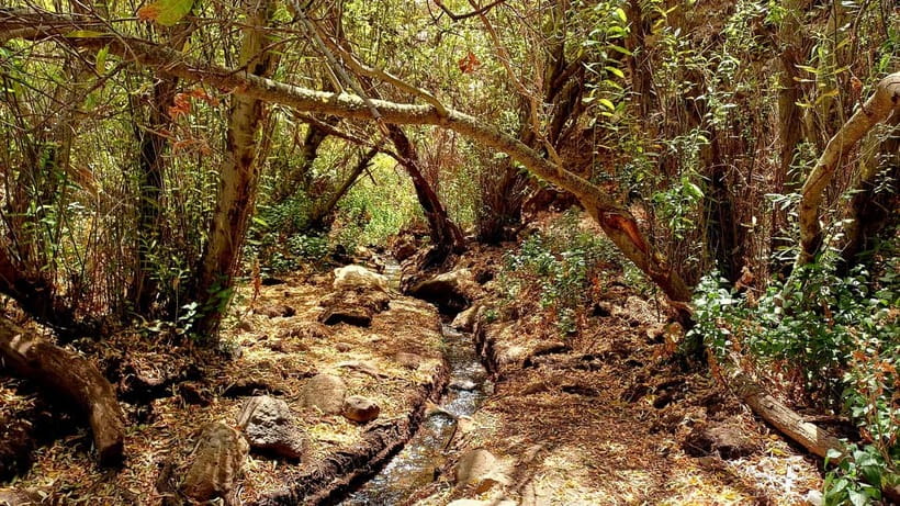 Maspalomas: Barranco de los Cernicalos Rainforest Hike - Why this Barranco hike feels like a fairytale rainforest