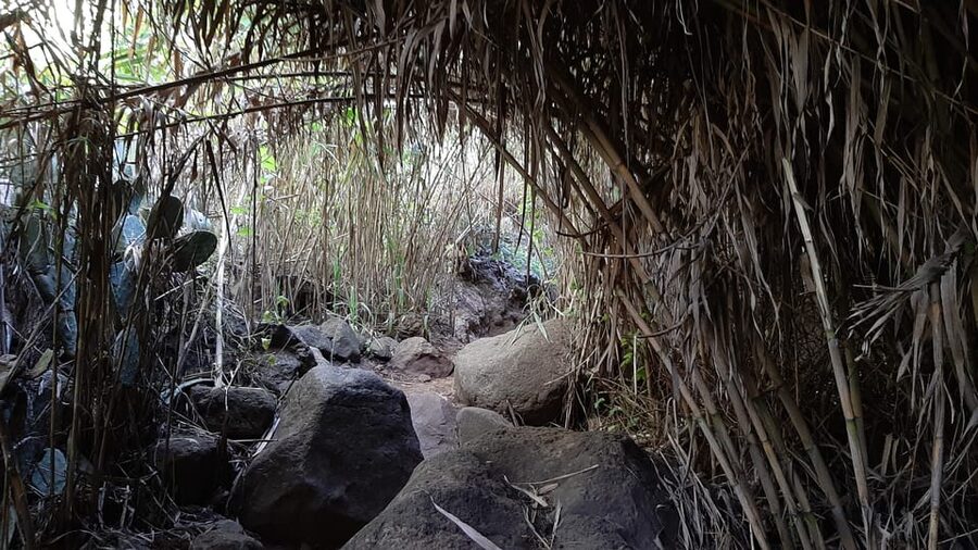 Maspalomas: Barranco de los Cernicalos Rainforest Hike - What you actually do on the Barranco trail (and why stops matter)