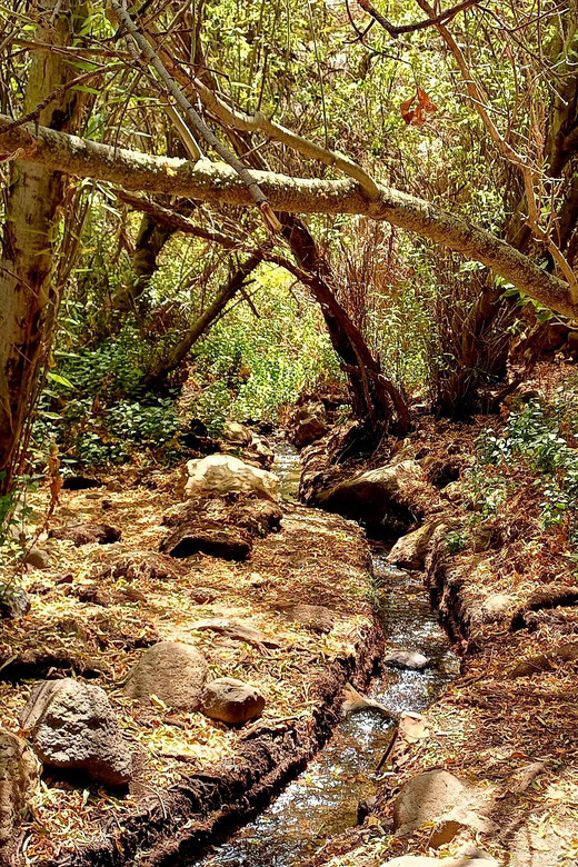 Maspalomas: Barranco de los Cernicalos Rainforest Hike - Value check: is $93 worth it for this kind of hike?