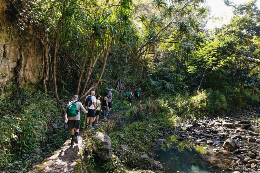 Maui: Rainforest Waterfalls Guided Hike with Picnic Lunch - Should you book this Maui rainforest waterfall hike?