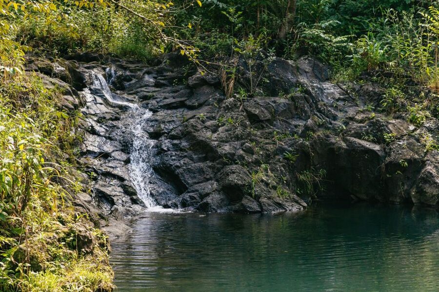 Maui: Rainforest Waterfalls Guided Hike with Picnic Lunch - Hawaiian plants and culture lessons you’ll remember after the photos fade