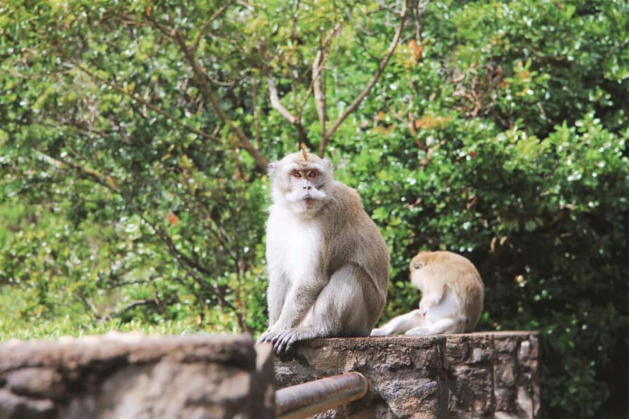 Mauritius: Black River Gorges National Park 3-Hour Hike - Key things you’ll notice on this hike