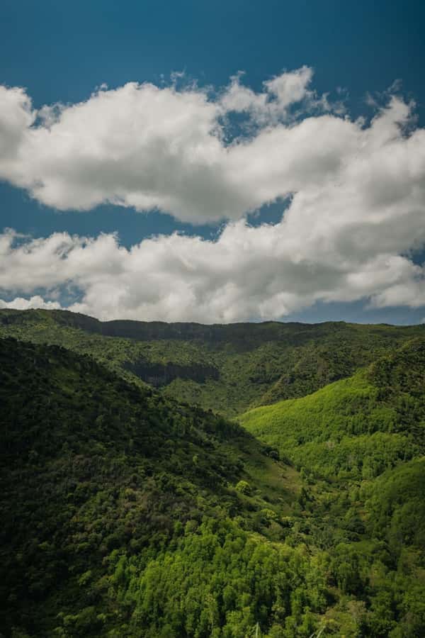 Mauritius: Black River Gorges National Park 3-Hour Hike - The guided walk through primary forest: wildlife, plants, and pacing that makes sense
