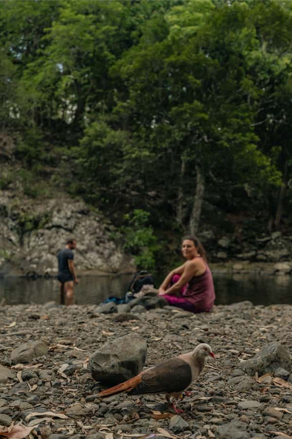 Mauritius: Black River Gorges National Park 3-Hour Hike - Viewpoints over mountains and the sea: the calm moment you’re walking for