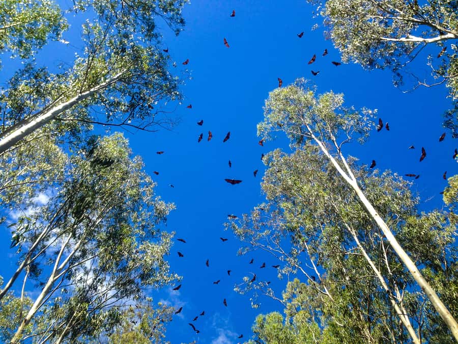 Mauritius: Black River Gorges National Park 3-Hour Hike - Who this hike is for (and who should skip it)