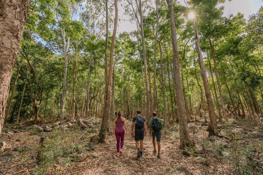 Mauritius: Black River Gorges National Park 3-Hour Hike - Where you start: Riverview Commercial Centre to the trailhead rhythm
