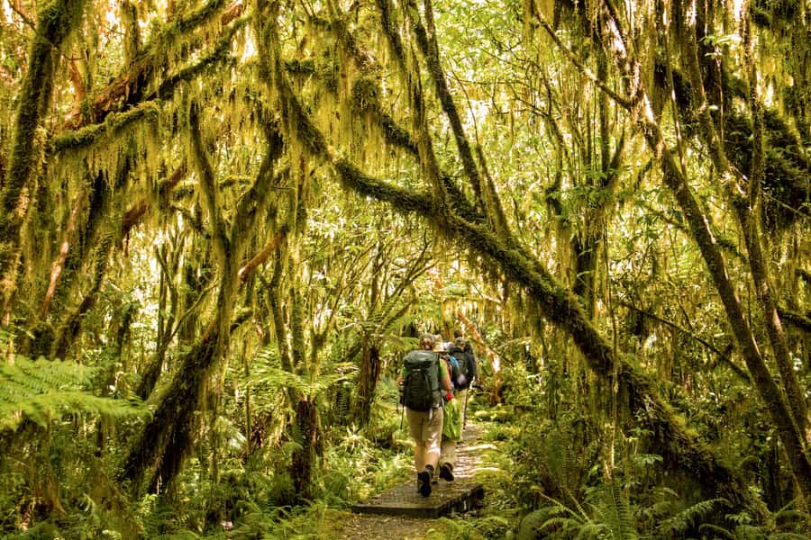 Milford Track: Full Day Guided Hike and Nature Cruise - What the guide actually adds (from the names you’ll hear)